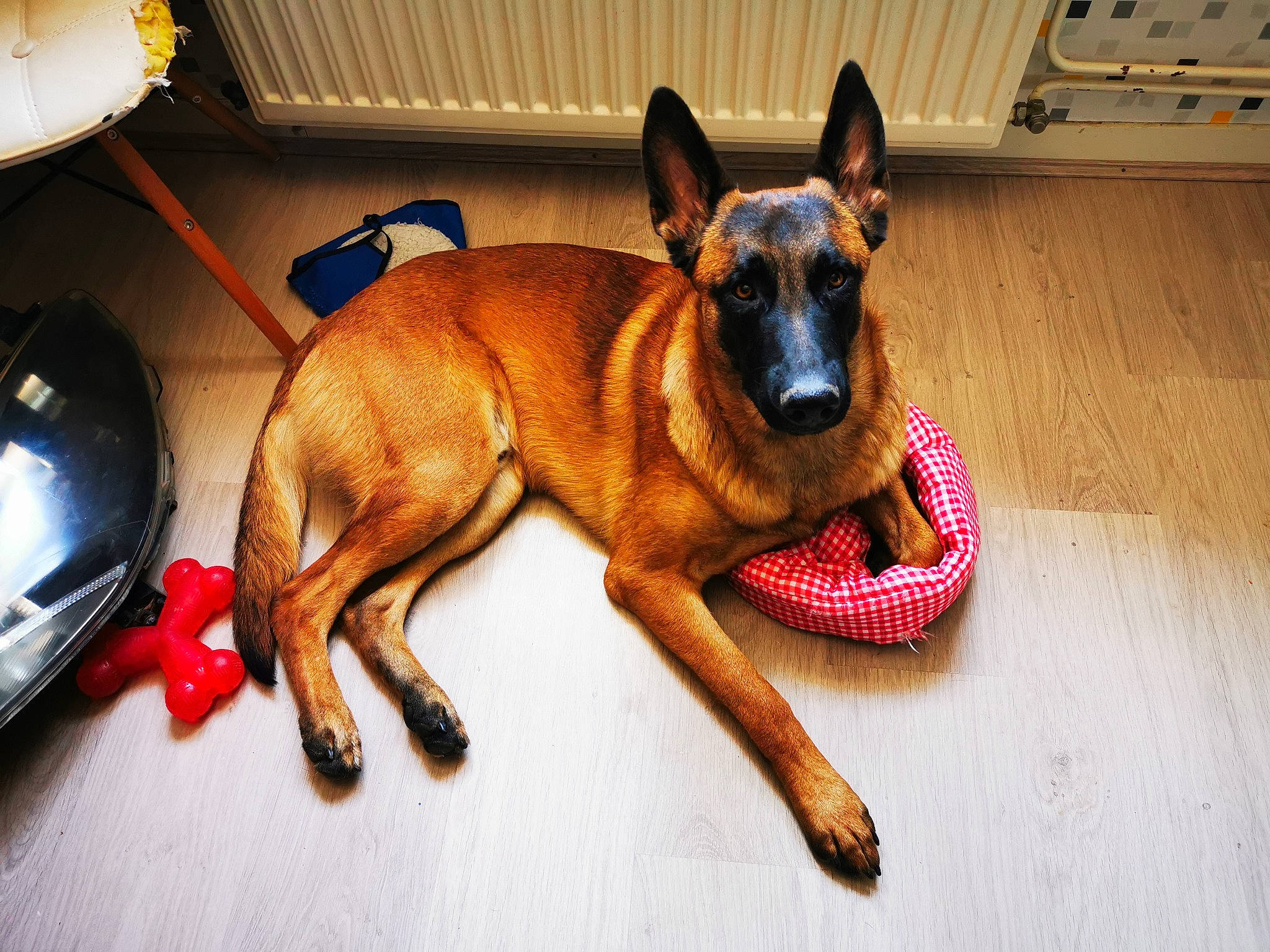 Pep'S participe au concours pour gagner de l'argent avec cette photo : belgian_shepherd, belgian_shepherd_malinois, canidae, carnivore, dog, dog_breed, fawn, formosan_mountain_dog, mammal, rare_breed_dog, snout, vertebrate, working_dog