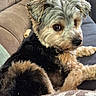 Scotty a rejoint le concours — aidez-le/la à gagner de superbes lots ! dog, small_dog, yorkshire_terrier, terrier, pet, canine, fluffy, shaggy, black_and_tan, brown, gray, close_up, portrait, sitting, lying_down, couch, blanket, indoor, home, cute