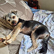 Scotty a rejoint le concours — aidez-le/la à gagner de superbes lots ! dog, small_dog, yorkshire_terrier, pet, animal, lying_down, bed, bedroom, blanket, pillow, bedding, patterned_fabric, relaxed, cute, tongue_out, black_and_tan, long_tail, indoor, home, portrait