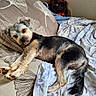 dog, small_dog, yorkshire_terrier, pet, animal, lying_down, bed, bedroom, blanket, pillow, bedding, patterned_fabric, relaxed, cute, tongue_out, black_and_tan, long_tail, indoor, home, portrait