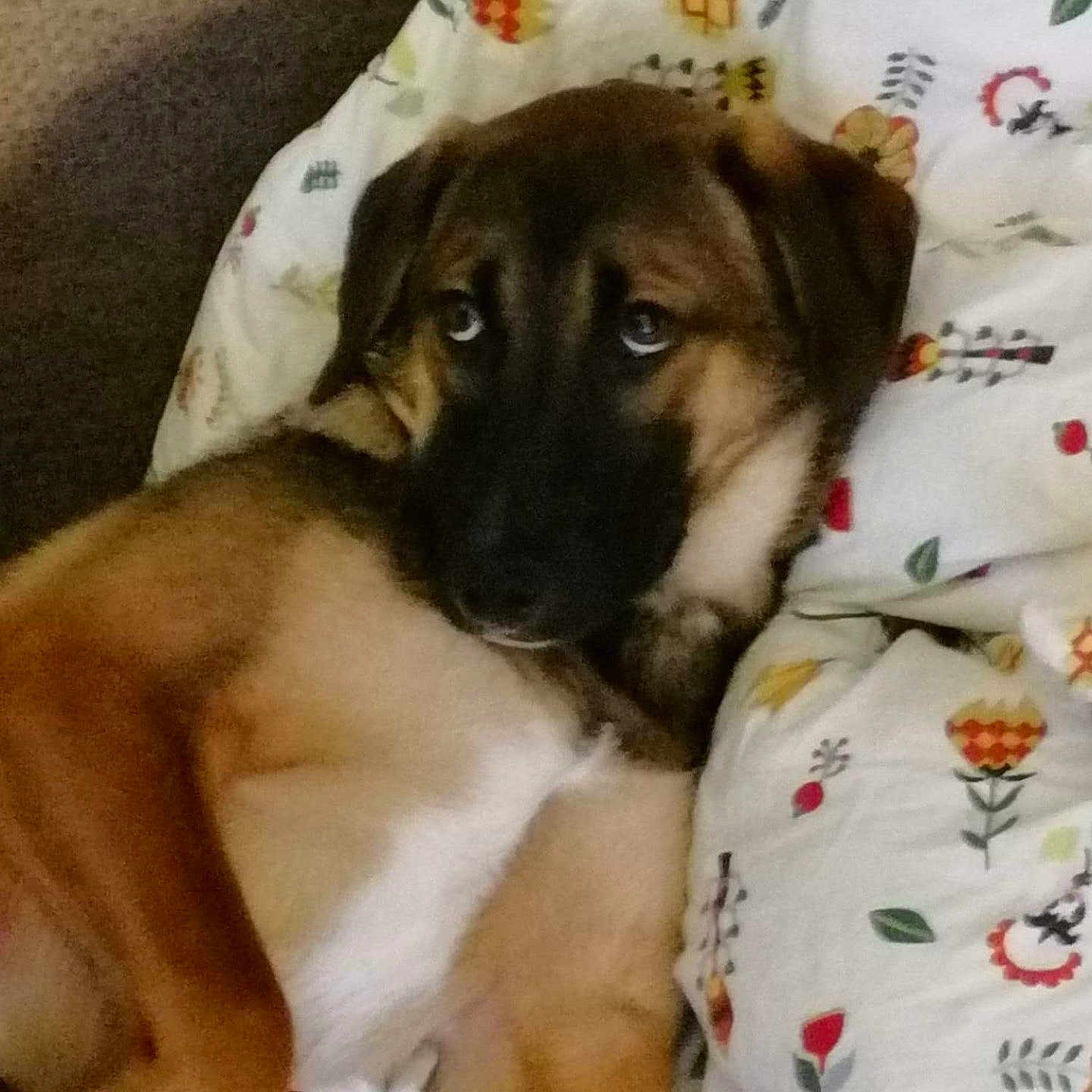 Mélia