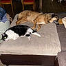 animal_companions, black_and_white_cat, cat, chairs, cozy, dog, flash_photography, furniture, indoor, laundry_basket, living_room, lying_down, ottoman, pets, relaxed, resting, rug, sleeping, tan_dog, wood_floor