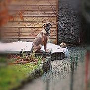 Mélia participe au concours pour gagner de l'argent avec cette photo : animal, black_face, blurred_background, brown_coat, dog, garden, garden_wall, nature, outdoor, pet, plants, portrait, rustic, short_hair, sitting, snow, snowy, standing_alert, winter, wooden_fence