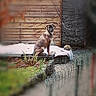 animal, black_face, blurred_background, brown_coat, dog, garden, garden_wall, nature, outdoor, pet, plants, portrait, rustic, short_hair, sitting, snow, snowy, standing_alert, winter, wooden_fence