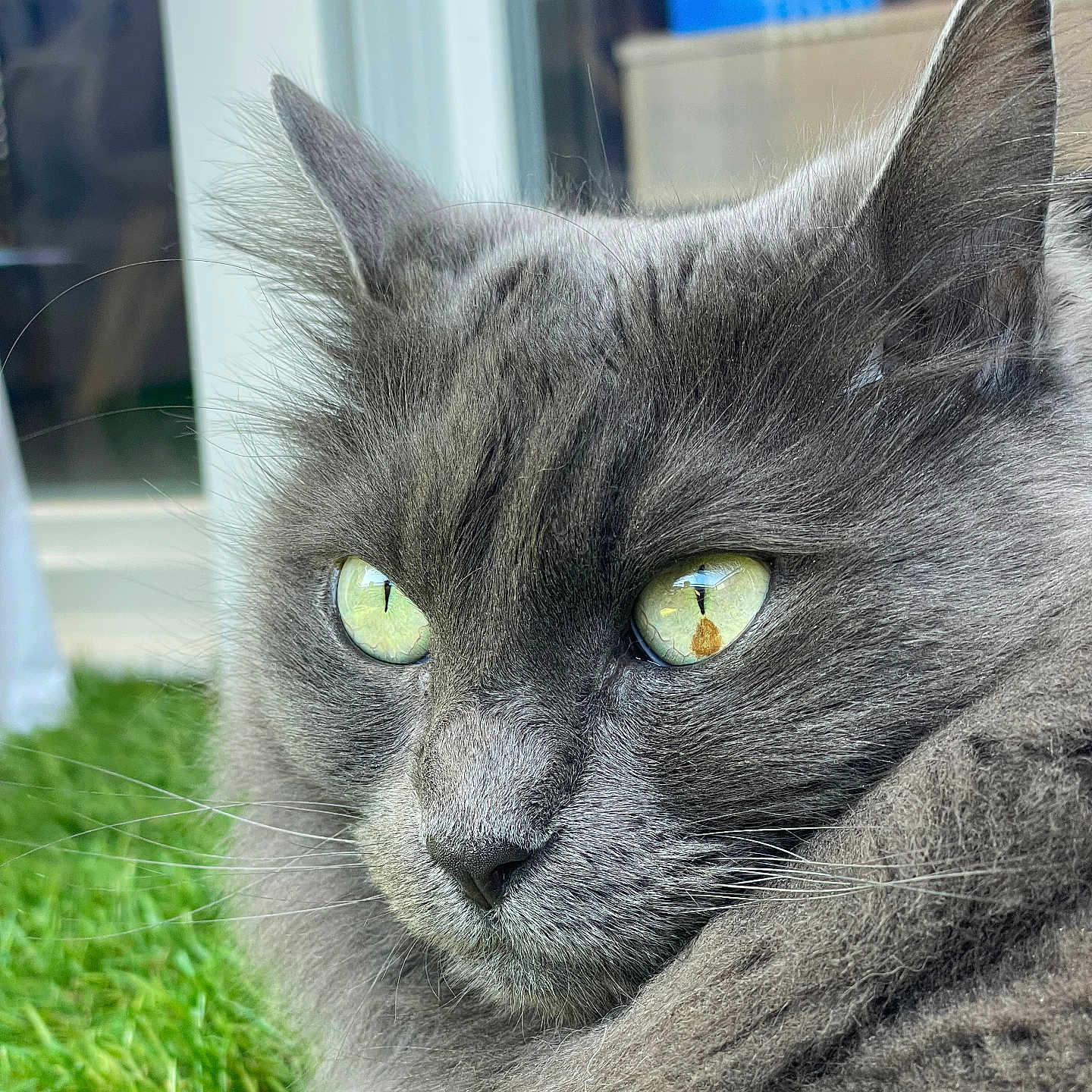 Naya participe au concours pour gagner de l'argent avec cette photo : abyssinian, angora, animal, blackcat, brasssection, cat, grass, horn, kitten, lawn, manx, musicalinstrument, pet, plant, siamese