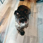 Napy a rejoint le concours — aidez-le/la à gagner de superbes lots ! affenpinscher, animal, boot, canine, clothing, cockerspaniel, dog, footwear, hardwood, highheel, indoors, interiordesign, pet, plywood, poodle, puppy, ridingboot, shoe, terrier, wood