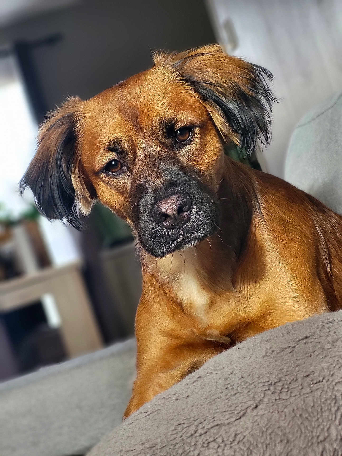 Uksy a rejoint le concours — aidez-le/la à gagner de superbes lots ! animal, beagle, boxer, bulldog, canine, cockerspaniel, couch, dog, furniture, goldenretriever, hound, labradorretriever, papillon, pet, pitbull, pointer, puppy, snout, terrier