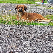 Uksy participe au concours pour gagner de l'argent avec cette photo : animal, ball, boxer, bulldog, canine, clothing, dog, football, footwear, grass, gravel, hound, outdoors, pet, plant, road, shoe, soccer, soil, vegetation