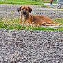 animal, ball, boxer, bulldog, canine, clothing, dog, football, footwear, grass, gravel, hound, outdoors, pet, plant, road, shoe, soccer, soil, vegetation