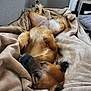 Uksy participe au concours pour gagner de l'argent avec cette photo : animal, back, bed, bedroom, blanket, bodypart, canine, couch, dog, furniture, homedecor, hound, indoors, linen, person, pet, puppy, quilt, room, sleeping