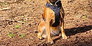 Uksy participe au concours pour gagner de l'argent avec cette photo : accessories, animal, boxer, bulldog, canine, dog, grass, grove, hound, land, nature, outdoors, pet, plant, puppy, soil, strap, tree, vegetation, woodland