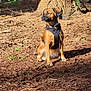accessories, animal, boxer, bulldog, canine, dog, grass, grove, hound, land, nature, outdoors, pet, plant, puppy, soil, strap, tree, vegetation, woodland