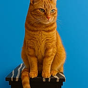 Kaya participe au concours pour gagner de l'argent avec cette photo : cat, orange_tabby, pet, feline, animal, sitting, portrait, indoor, striped, fur, whiskers, ears, tail, paw, black_pedestal, blue_background, calm, focused, closeup, domestic_cat