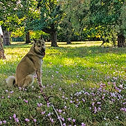 Viper participe au concours pour gagner de l'argent avec cette photo : canine, dog, flower_field, fur, grass, happy, leash, meadow, nature, outdoors, park, pink_flowers, portrait, shade, sitting, sunlight, tongue_out, tree_trunk, trees, wildflowers
