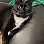 Oliver John joined the competition — help win amazing prizes! black_and_white, blep, cat, close_up, cute, ear, fabric, fur, home, indoor, leather, lounging, paw, pet, portrait, relaxed, sofa, tuxedo_cat, whiskers, yellow_eyes