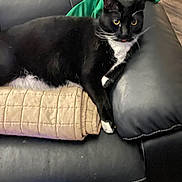 Oliver John joined the competition — help win amazing prizes! black_cat, blanket, cat, couch, cozy, furniture, home, indoor, leather_couch, living_room, lounging, paw, pet, portrait, relaxed, tongue_out, tuxedo_cat, upholstery, whiskers, yellow_eyes