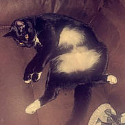 Oliver John joined the competition — help win amazing prizes! animal, black_and_white, cat, comfort, companion, couch, cozy, cute, domestic, feline, fur, home, indoor, paws, pet, relaxed, resting, sleepy, soft, whiskers