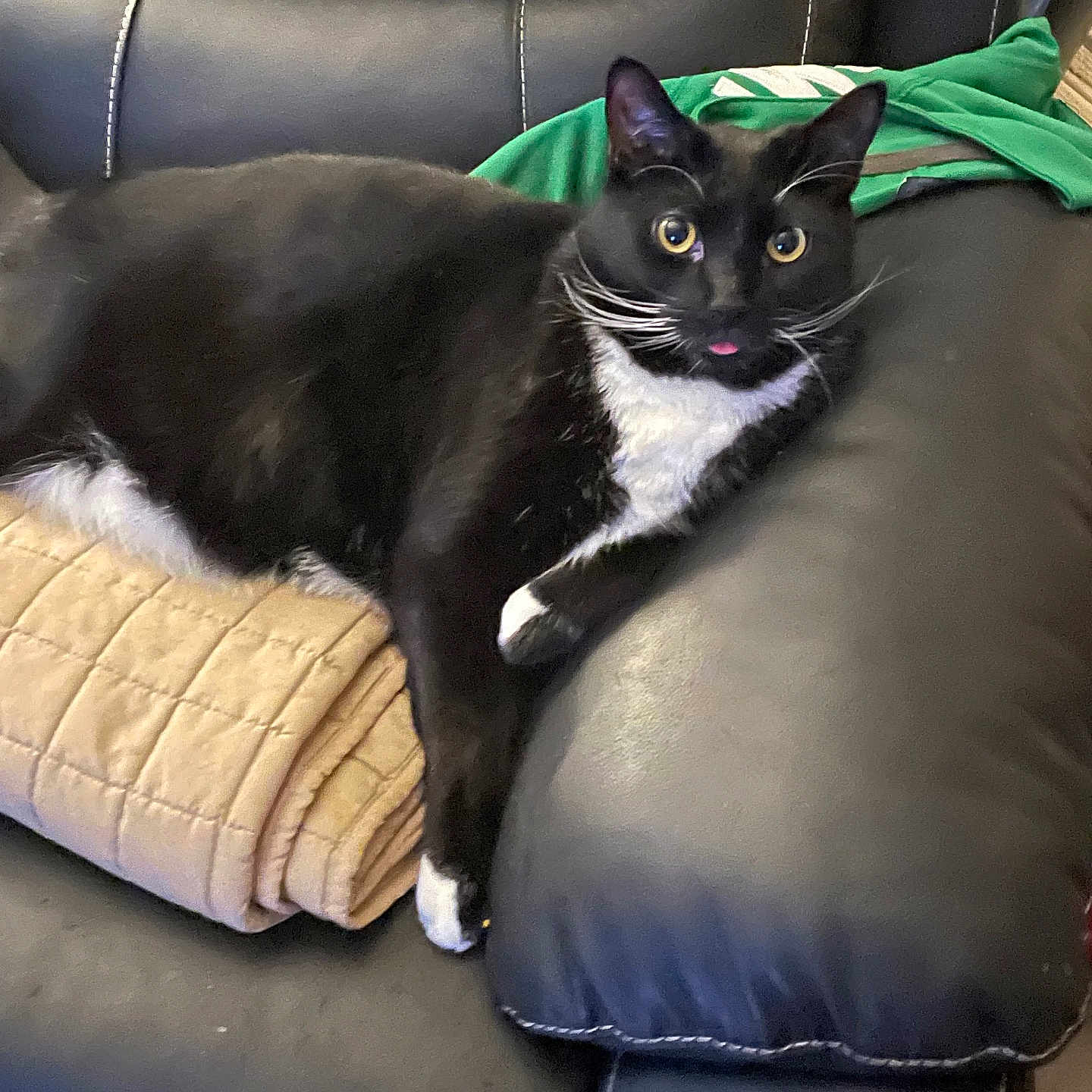 Oliver John is registered to the contest to win money with this photo: black_fur, blanket, cat, close_up, couch, cozy, feline, green_shirt, home, indoor, leather_sofa, paw, pet, reclining, relaxed, tongue_out, tuxedo_cat, whiskers, white_chest, yellow_eyes