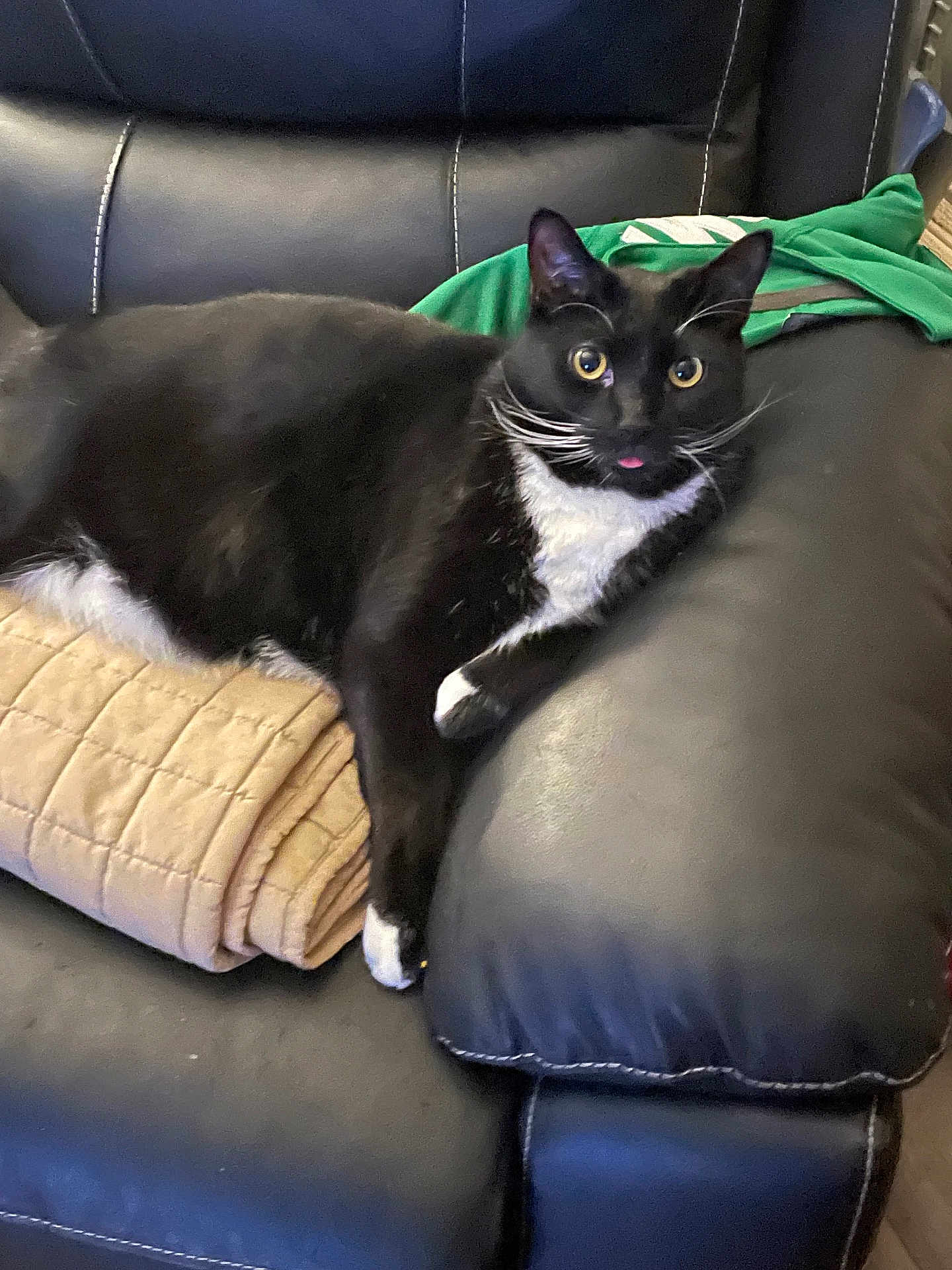 Oliver John is registered to the contest to win money with this photo: black_fur, blanket, cat, close_up, couch, cozy, feline, green_shirt, home, indoor, leather_sofa, paw, pet, reclining, relaxed, tongue_out, tuxedo_cat, whiskers, white_chest, yellow_eyes