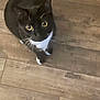 alone, animal, black_fur, cat, close_up, curious, cute, domestic_cat, feline, flooring, indoor, looking_up, mammal, pet, tuxedo_cat, whiskers, white_chest, white_paws, wooden_floor, yellow_eyes