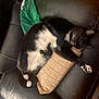 Oliver John is registered to the contest to win money with this photo: black_coat, cat, close_up, couch, cozy, curled_up, furniture, green_shirt, indoor, leather_couch, nap, paws, pet, pillow, relaxation, sleeping, tan_pillow, tuxedo_cat, whiskers, white_belly
