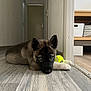 puppy, dog, tennis_ball, floor, hallway, wooden_floor, indoor, pet, animal, cute, lying_down, blue_eyes, ears, furniture, door, toy, young_dog, domestic_animal, resting, flooring