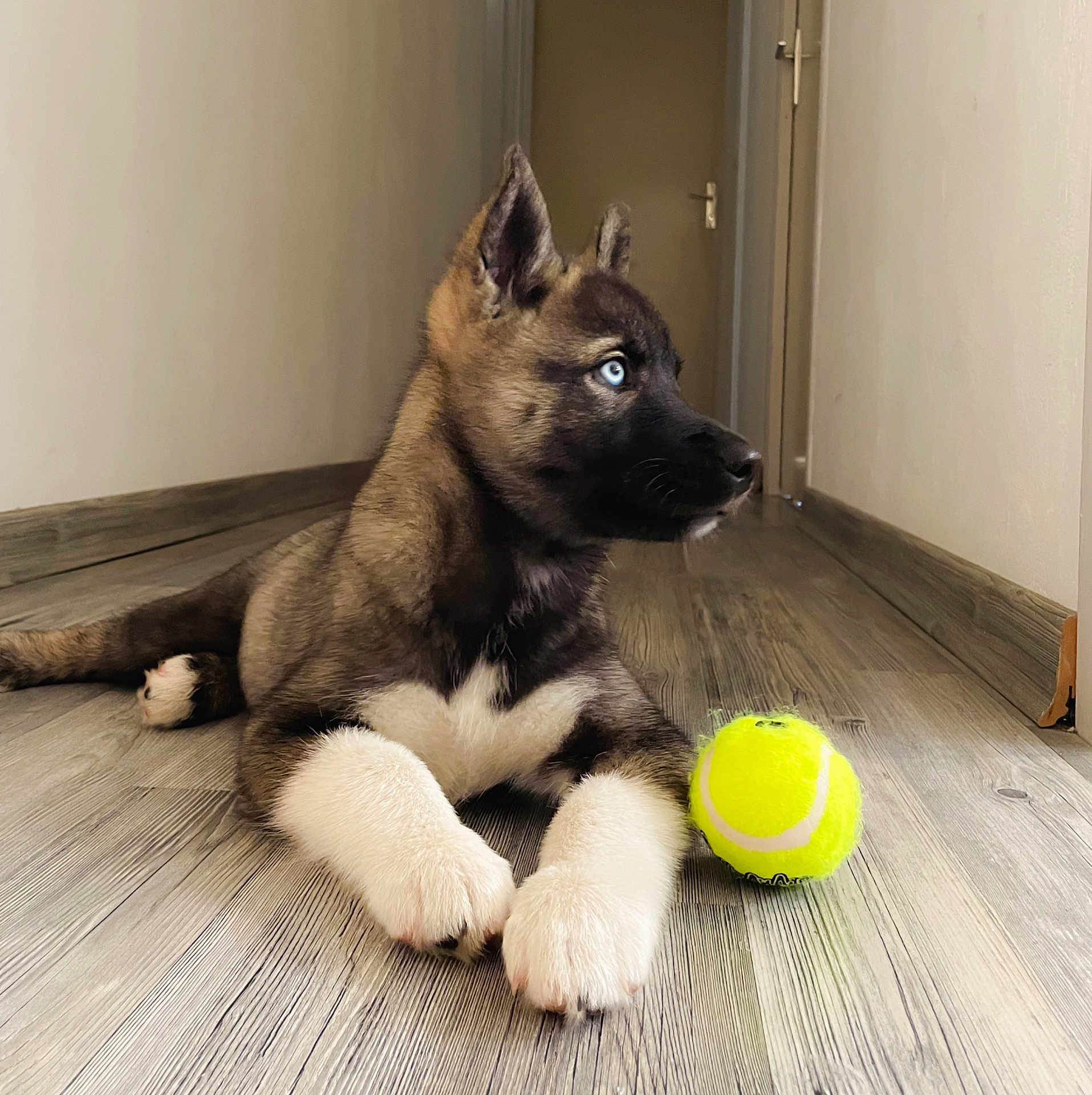 Athos a rejoint le concours — aidez-le/la à gagner de superbes lots ! puppy, dog, blue_eyes, tennis_ball, floor, wood, indoor, pet, animal, cute, young, fur, lying_down, paws, ears, hallway, curious, playful, domestic, companion