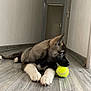 Athos a rejoint le concours — aidez-le/la à gagner de superbes lots ! puppy, dog, tennis_ball, floor, indoor, hallway, wooden_floor, playful, blue_eyes, pet, animal, canine, cute, young_dog, lying_down, chewing, fur, paws, house, domestic