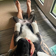Athos a rejoint le concours — aidez-le/la à gagner de superbes lots ! dog, pet, lap, blue_eyes, black_and_white, tattoo, nail_polish, person, legs, floor, window, natural_light, indoor, cozy, relaxing, fur, hand, home, casual, resting