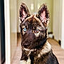 Athos participe au concours pour gagner de l'argent avec cette photo : alert, animal, blue_eye, brown_eye, canine, closeup, companion, dog, domestic_animal, ears, focused, fur, hallway, heterochromia, indoor, looking_away, mammal, pet, portrait, young_dog