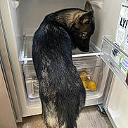 Athos participe au concours pour gagner de l'argent avec cette photo : beverage_carton, black_and_tan, blue_eyes, canine, curious, dairy_products, dog, food, fridge, household, indoor, lemon, open_door, packaging, pet, plastic_container, refrigerator, side_view, snack, wooden_floor