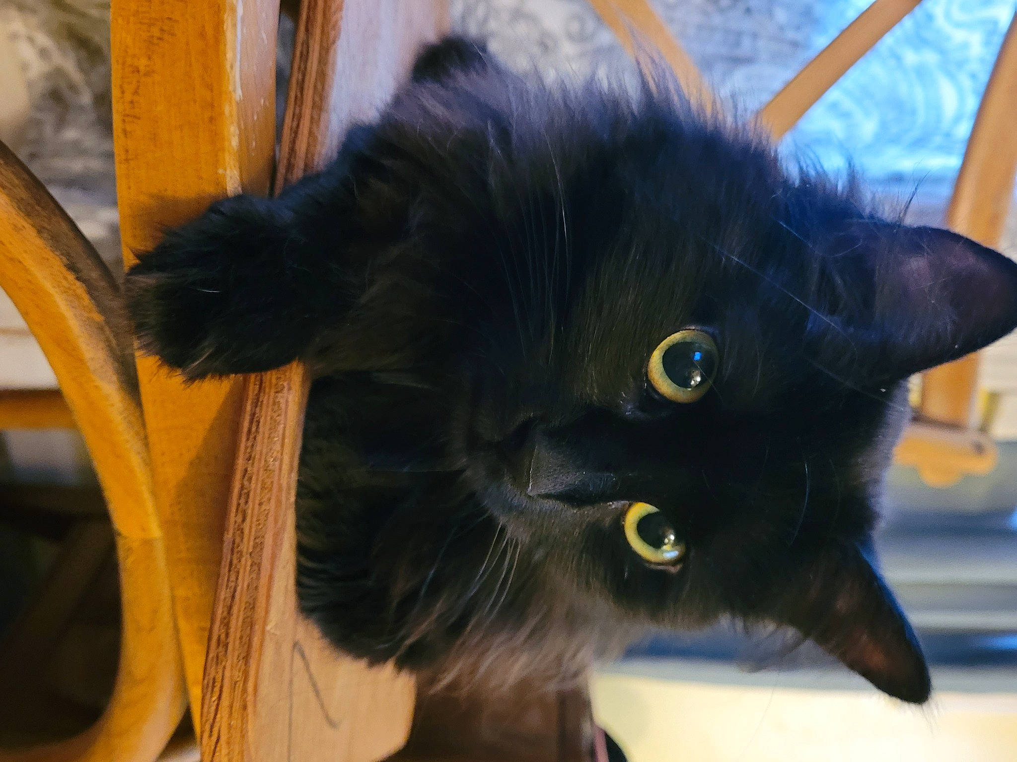 Jiji is registered to the contest to win money with this photo: black_cat, bombay, carnivore, cat, claw, domestic_short_haired_cat, ear, felidae, fur, small_to_medium_sized_cats, snout, tail, whiskers, window