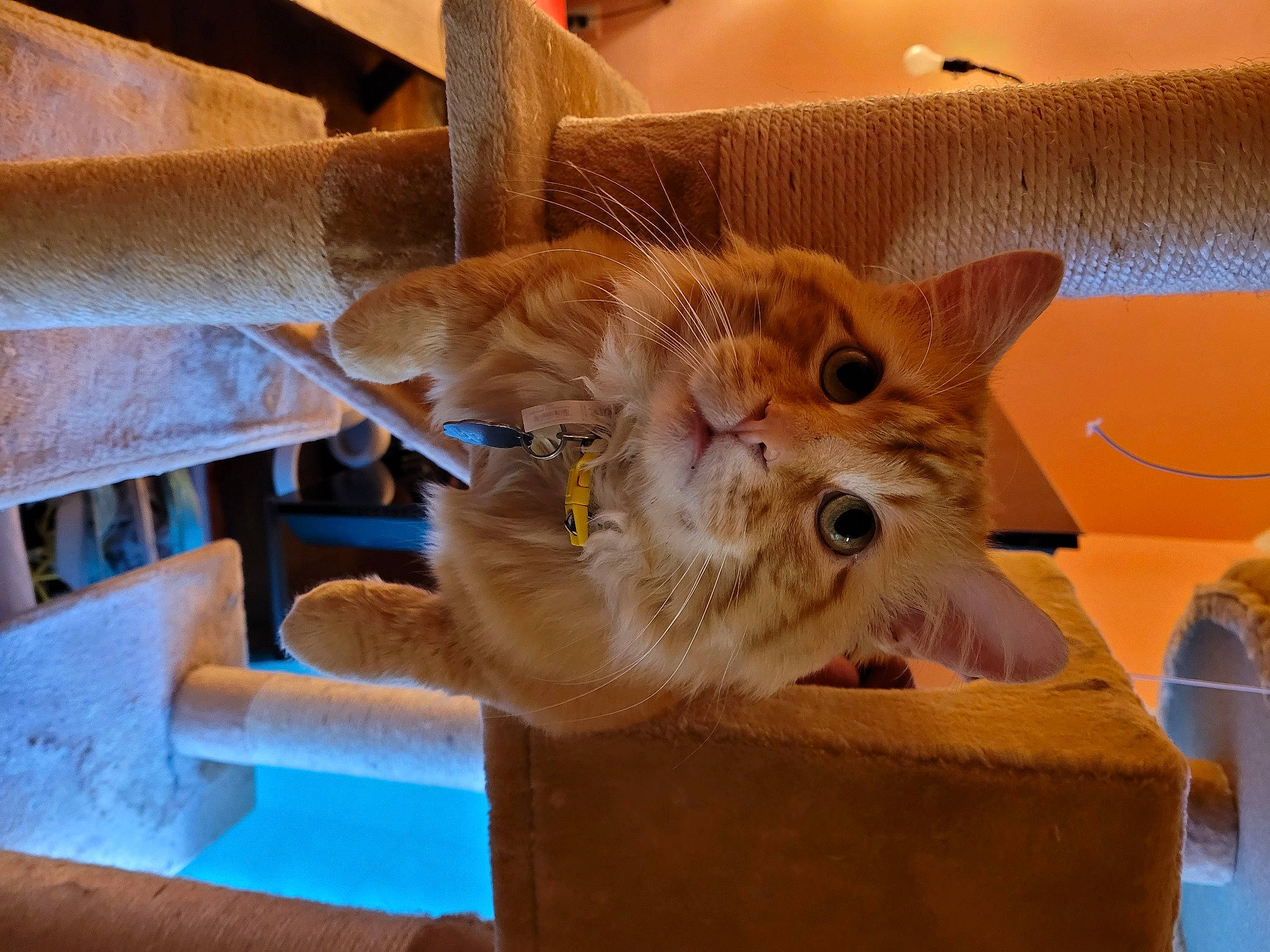 Clay is registered to the contest to win money with this photo: basket, box, canidae, cardboard, carnivore, cat, domestic_short_haired_cat, felidae, fur, hardwood, paw, room, shipping_box, small_to_medium_sized_cats, somali, whiskers, wood