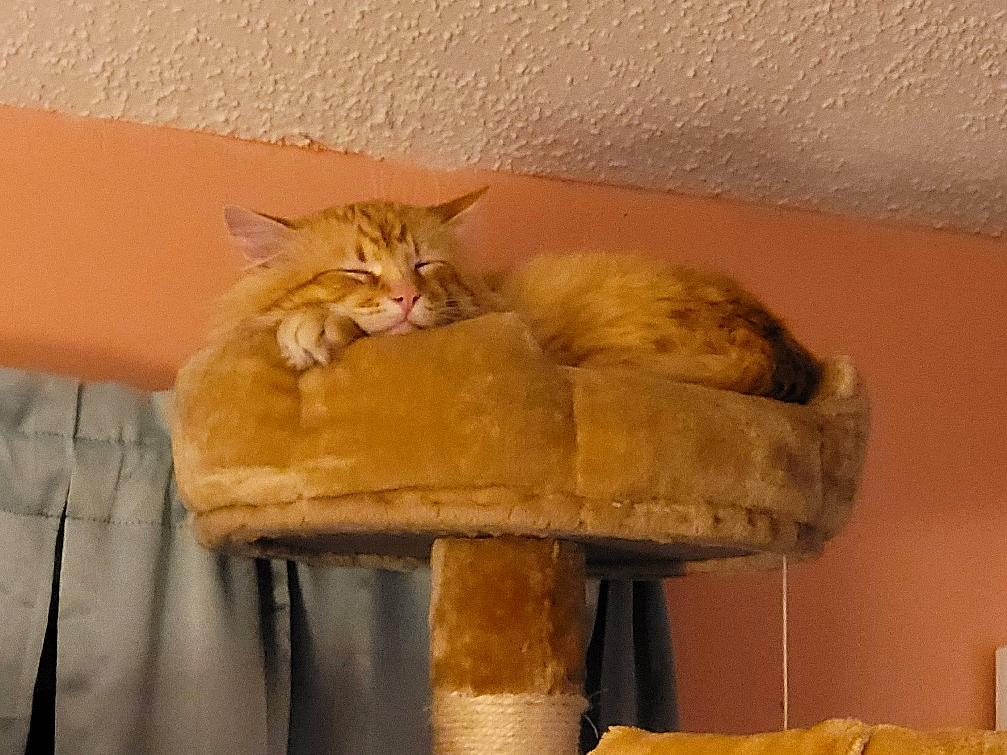 Clay is registered to the contest to win money with this photo: carnivore, cat, cat_furniture, cat_supply, chair, comfort, domestic_short_haired_cat, fawn, felidae, fur, hardwood, house, pet_supply, room, small_to_medium_sized_cats, table, tail, whiskers, window, wood