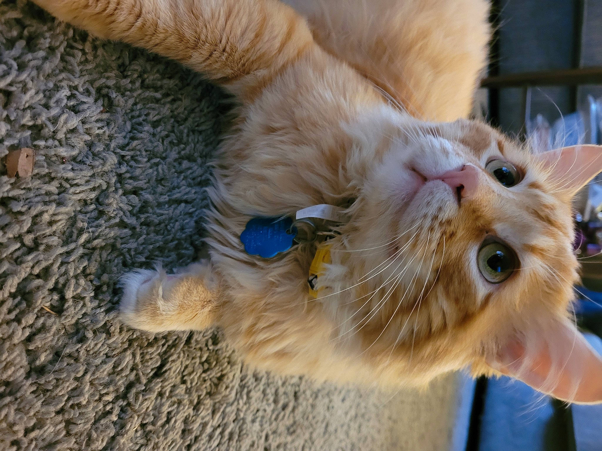 Clay is registered to the contest to win money with this photo: canidae, carnivore, cat, claw, dog_breed, domestic_short_haired_cat, eye, fang, fawn, felidae, fur, paw, photo_caption, small_to_medium_sized_cats, sporting_group, tail, terrestrial_animal, whiskers, wildlife, yawn