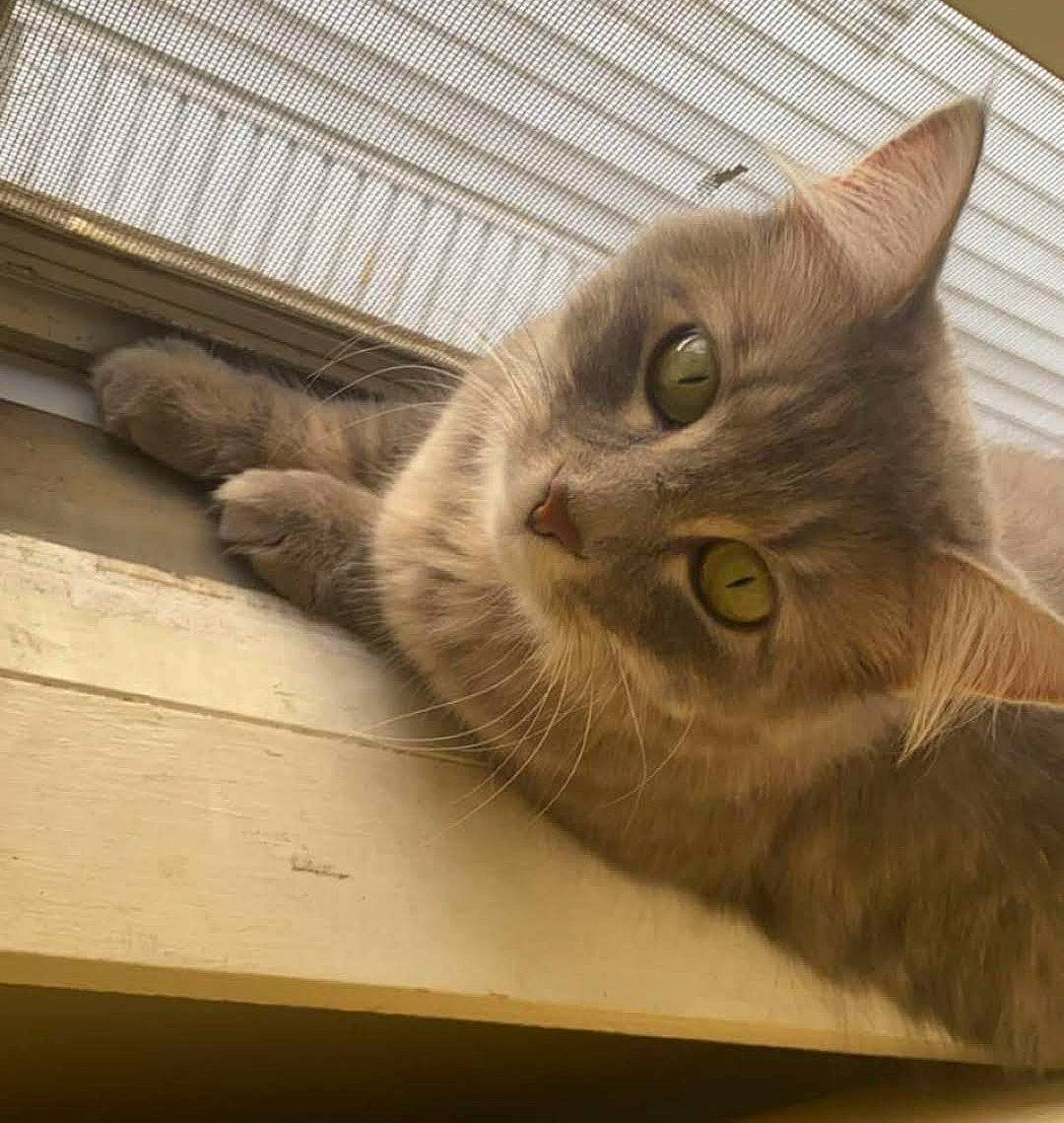 Atsushi is registered to the contest to win money with this photo: carnivore, cat, claw, comfort, domestic_short_haired_cat, fawn, felidae, fur, hardwood, paw, small_to_medium_sized_cats, table, tail, whiskers, window, wood