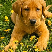 Bourbon D Maxwell is registered to the contest to win money with this photo: puppy, dog, grass, dandelions, yellow_flowers, outdoor, nature, pet, young_dog, canine, animal, spring, greenery, cute, fur, lying_down, close_up, adorable, sunlight, field