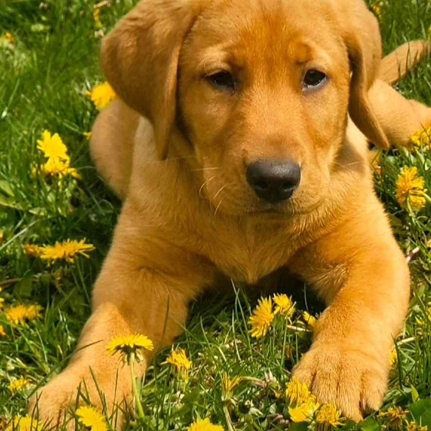 Bourbon D Maxwell is registered to the contest to win money with this photo: adorable, animal, canine, close_up, cute, dandelions, dog, field, fur, grass, greenery, lying_down, nature, outdoor, pet, puppy, spring, sunlight, yellow_flowers, young_dog