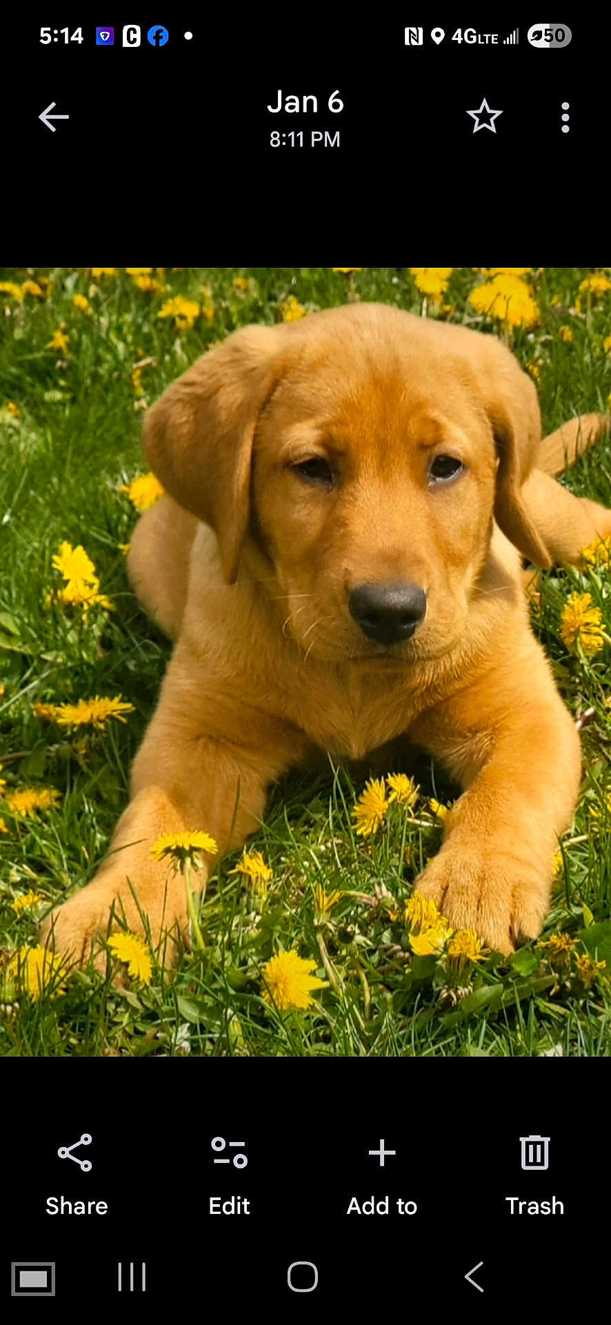 Bourbon D Maxwell is registered to the contest to win money with this photo: puppy, dog, grass, dandelions, yellow_flowers, outdoor, nature, pet, young_dog, canine, animal, spring, greenery, cute, fur, lying_down, close_up, adorable, sunlight, field