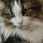 Chety participe au concours pour gagner de l'argent avec cette photo : cat, closeup, blue_eyes, fluffy, white_fur, tabby_fur, pet, animal, whiskers, nose, face, feline, cute, domestic_cat, indoor, soft, fur, portrait, relaxed, mammal