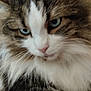 cat, closeup, blue_eyes, fluffy, white_fur, tabby_fur, pet, animal, whiskers, nose, face, feline, cute, domestic_cat, indoor, soft, fur, portrait, relaxed, mammal