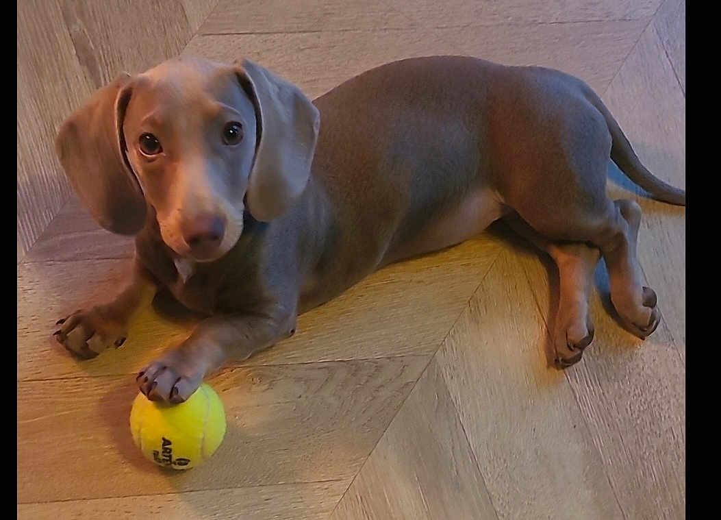 Rosalie participe au concours pour gagner de l'argent avec cette photo : puppy, dog, tennis_ball, floor, wooden_floor, pet, animal, cute, playful, young_dog, indoor, paw, looking, lying_down, small, domestic_animal, canine, short_hair, ears, nose