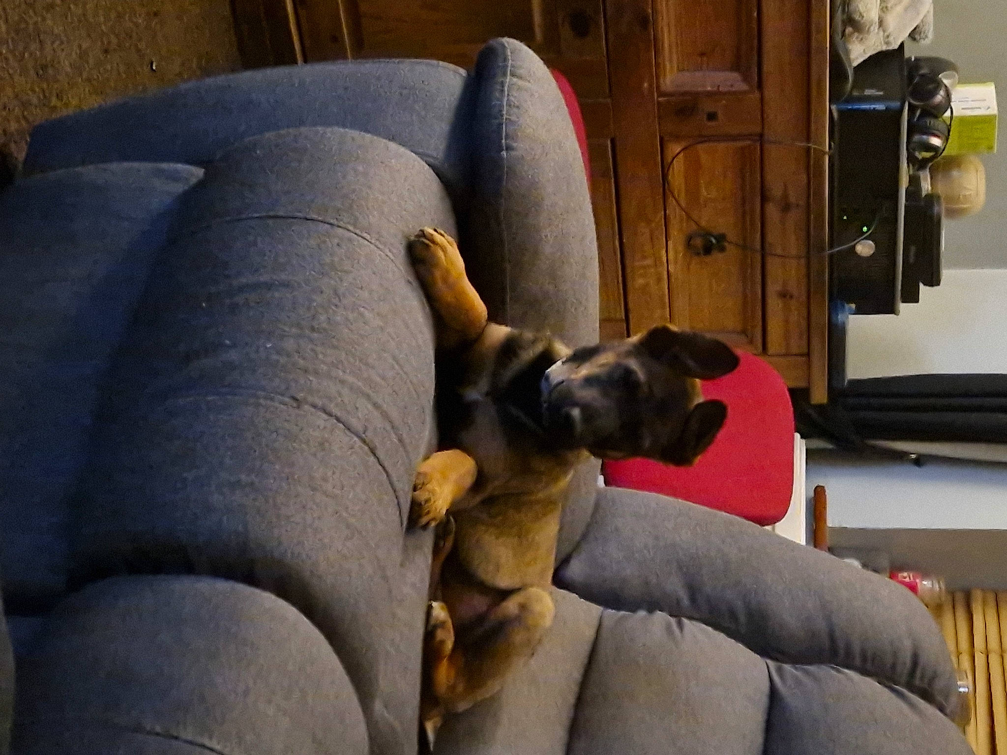 Max joined the competition — help win amazing prizes! armrest, cabinetry, canidae, carnivore, comfort, companion_dog, couch, dog, dog_breed, fawn, flooring, hardwood, living_room, non_sporting_group, sporting_group, terrestrial_animal, wood, working_animal