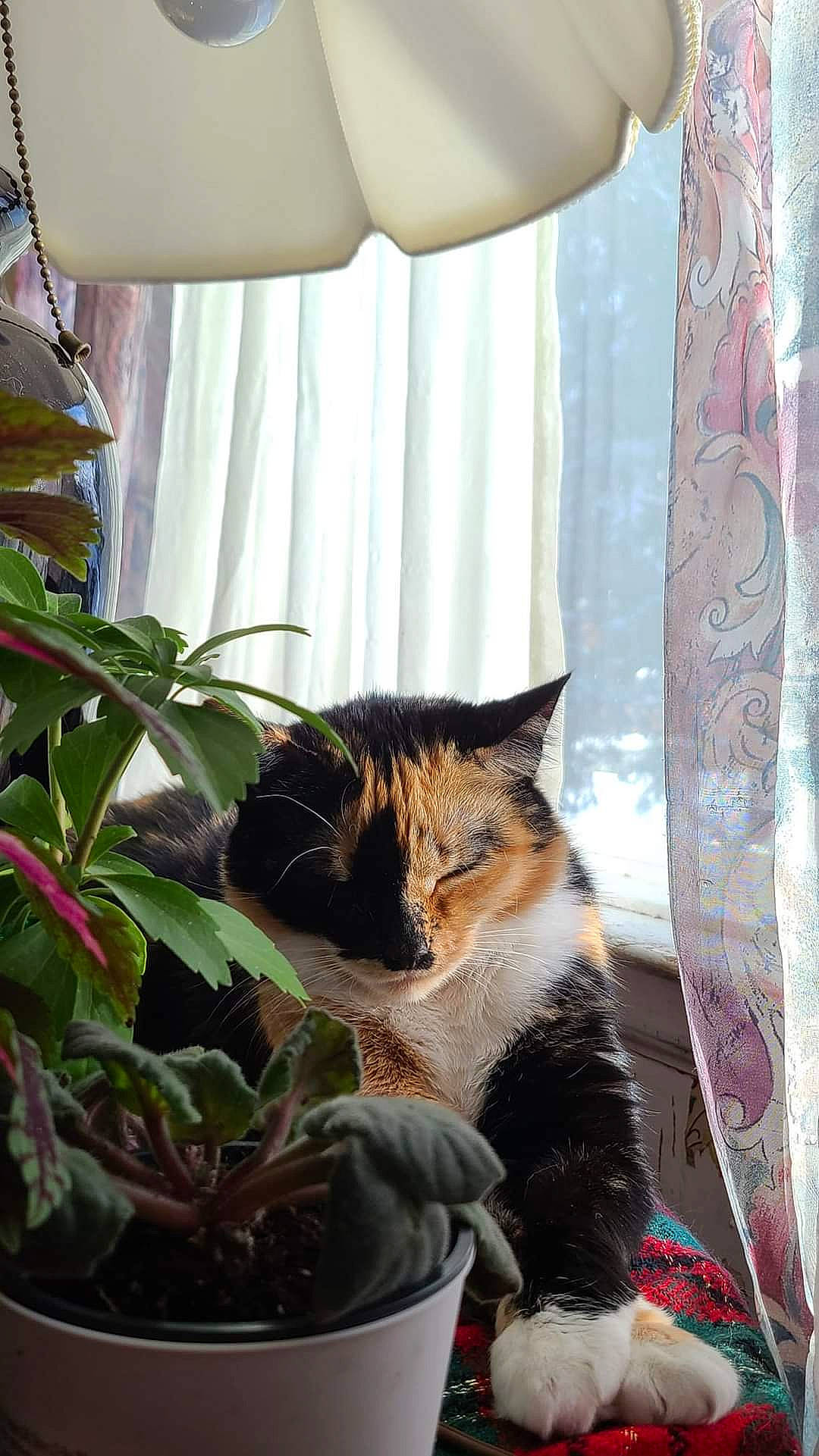 Willow joined the competition — help win amazing prizes! carnivore, cat, curtain, domestic_short_haired_cat, fawn, felidae, flowerpot, grass, houseplant, leaf, morning, plant, small_to_medium_sized_cats, snapshot, snout, tail, textile, whiskers, window, wood