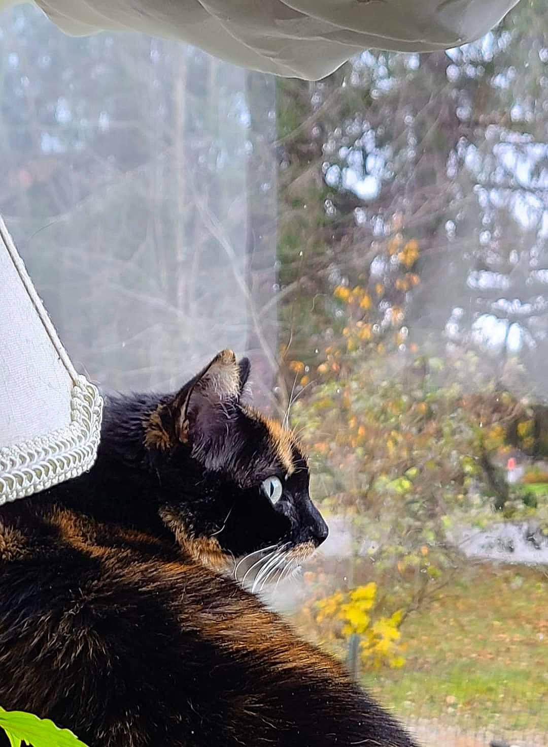 Willow is registered to the contest to win money with this photo: black_cat, carnivore, cat, comfort, domestic_short_haired_cat, eye, felidae, fur, grass, houseplant, plant, sitting, small_to_medium_sized_cats, snout, tail, terrestrial_animal, tints_and_shades, tree, whiskers, window