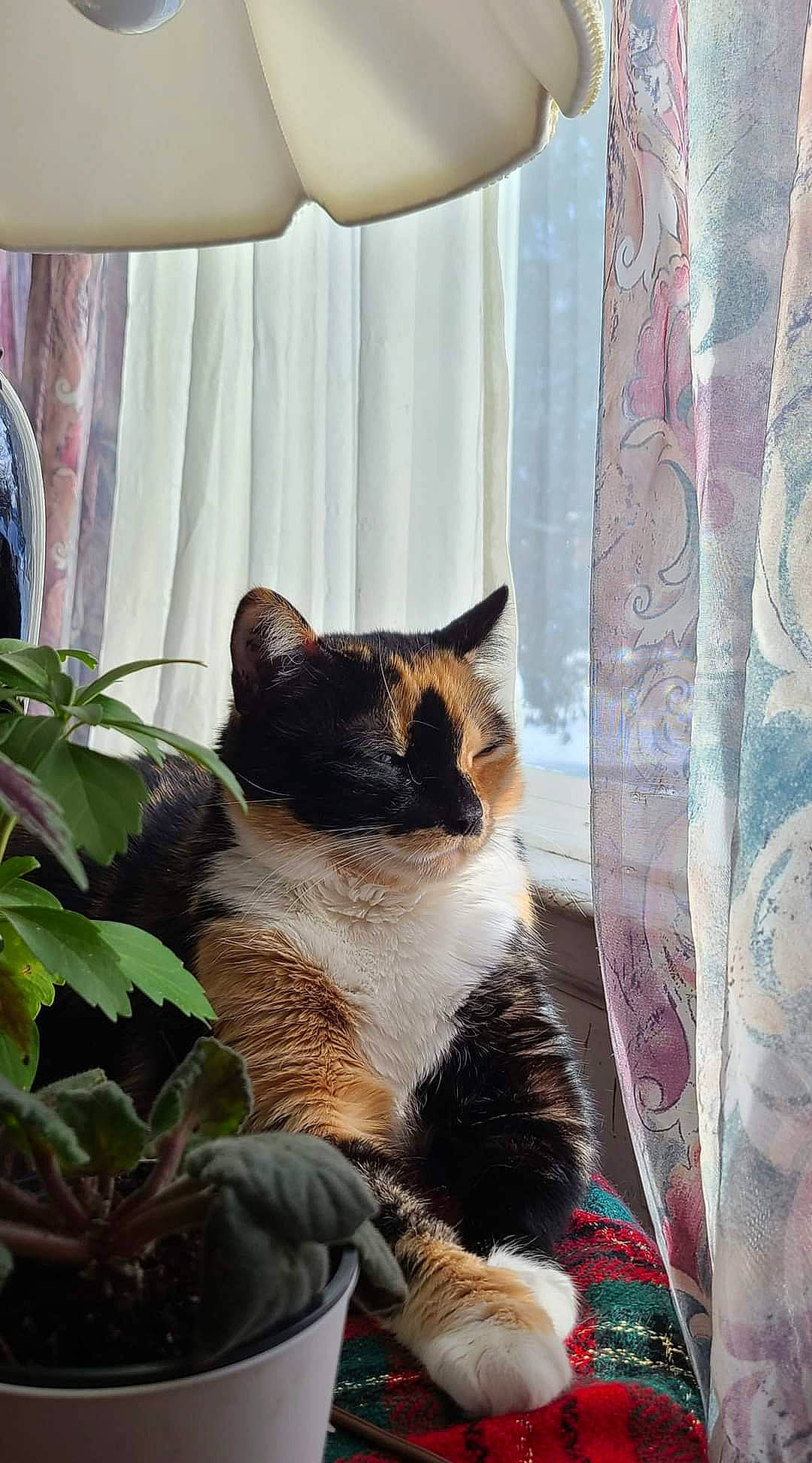 Willow joined the competition — help win amazing prizes! carnivore, cat, comfort, curtain, domestic_short_haired_cat, fawn, felidae, flowerpot, grass, grey, houseplant, linens, plant, small_to_medium_sized_cats, tail, textile, whiskers, window, window_treatment, wood