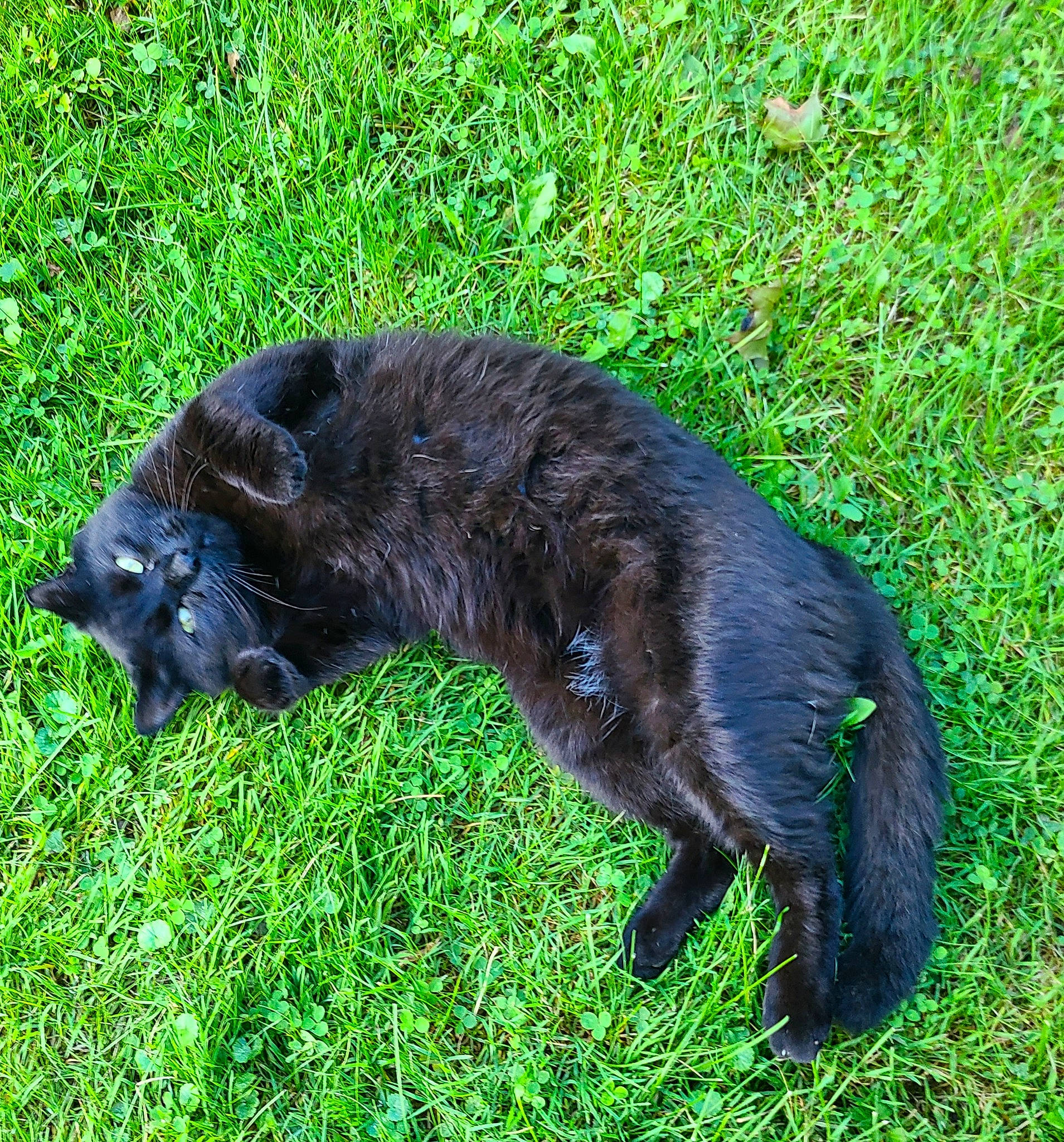 Floki is registered to the contest to win money with this photo: black_cat, bombay, canidae, carnivore, cat, claw, dog_breed, domestic_short_haired_cat, felidae, fur, grass, groundcover, liver, plant, shrub, small_to_medium_sized_cats, sporting_group, tail, terrestrial_animal, whiskers