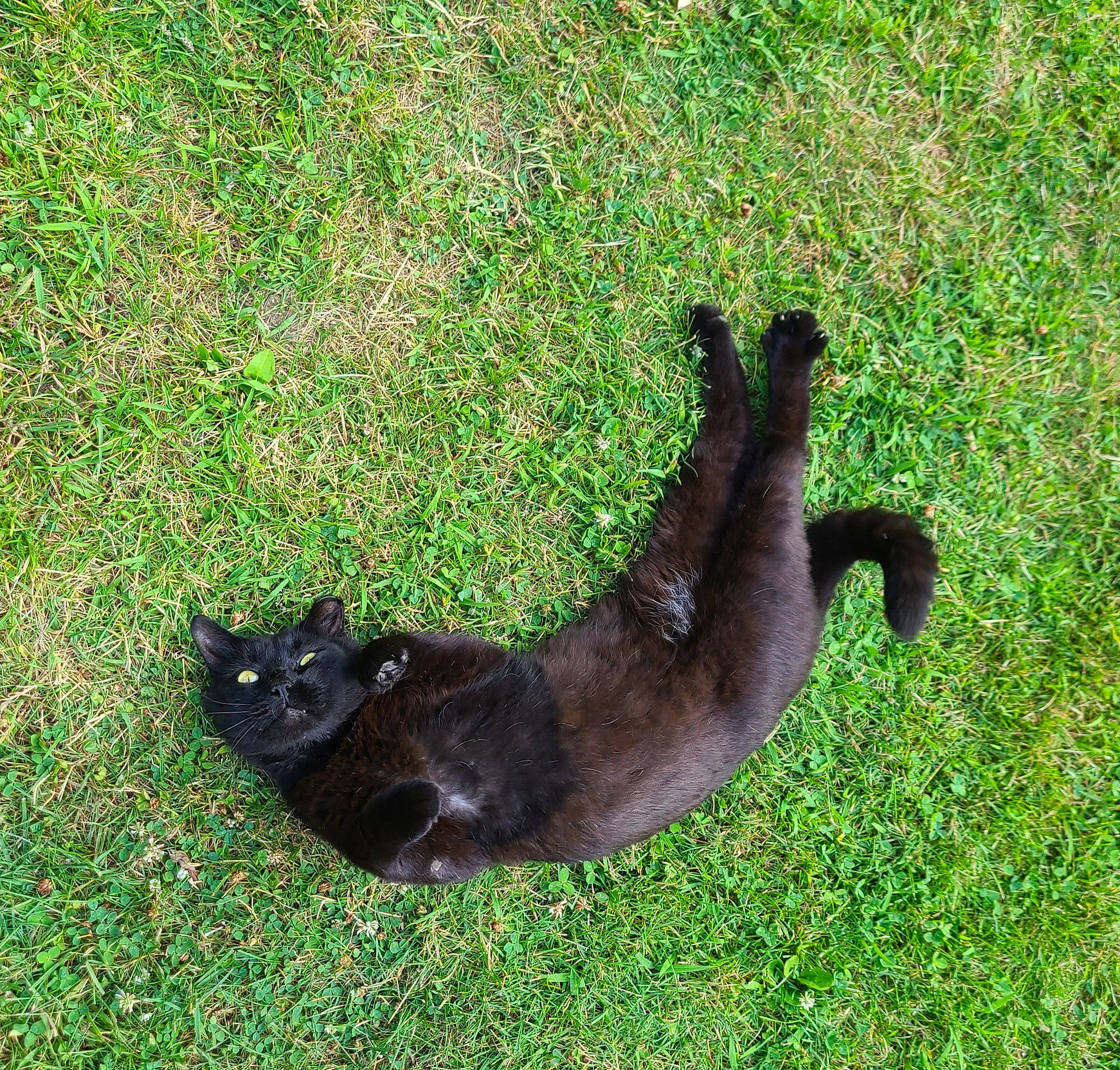Floki is registered to the contest to win money with this photo: black_cat, bombay, carnivore, cat, domestic_short_haired_cat, felidae, fur, grass, groundcover, plant, small_to_medium_sized_cats, tail, terrestrial_animal, whiskers, wildlife