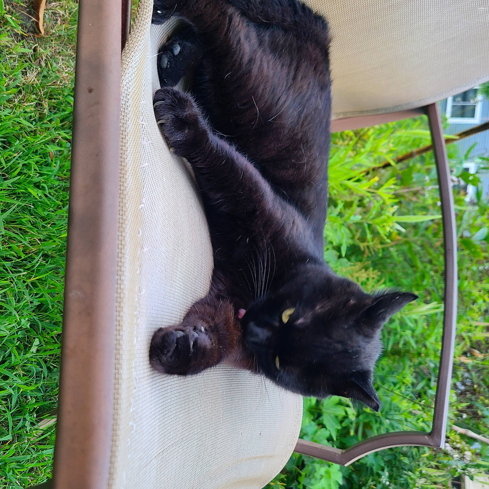 Floki joined the competition — help win amazing prizes! black_cat, bombay, carnivore, cat, claw, domestic_short_haired_cat, felidae, foot, fur, gesture, grass, human_leg, mammal, plant, small_to_medium_sized_cats, tail, terrestrial_animal, vertebrate, whiskers, window