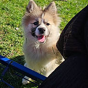 Rocket a rejoint le concours — aidez-le/la à gagner de superbes lots ! dog, puppy, grass, outdoor, sunlight, happy, tongue_out, fluffy, pet, nature, playful, canine, animal, fence, greenery, young_dog, smiling, summer, daylight, cute
